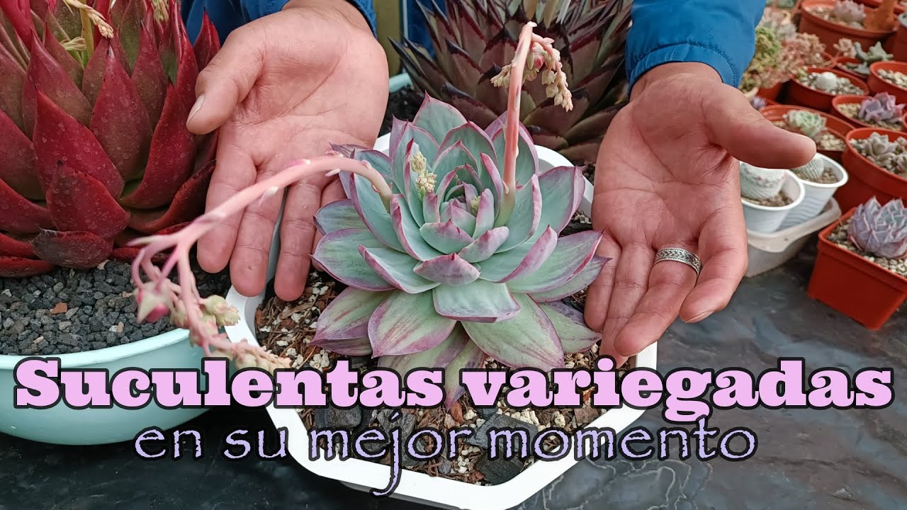 VARIEGADAS EN SU MEJOR MOMENTO #suculentas #echeveria #variegata