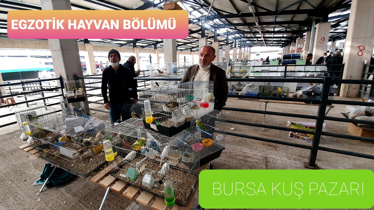 ŞAHANE PAZAR BURSA KUŞ PAZARI EGZOTİK HAYVAN BÖLÜMÜ MUHABBET PAPAĞAN KANARYA BÜLBÜL VS