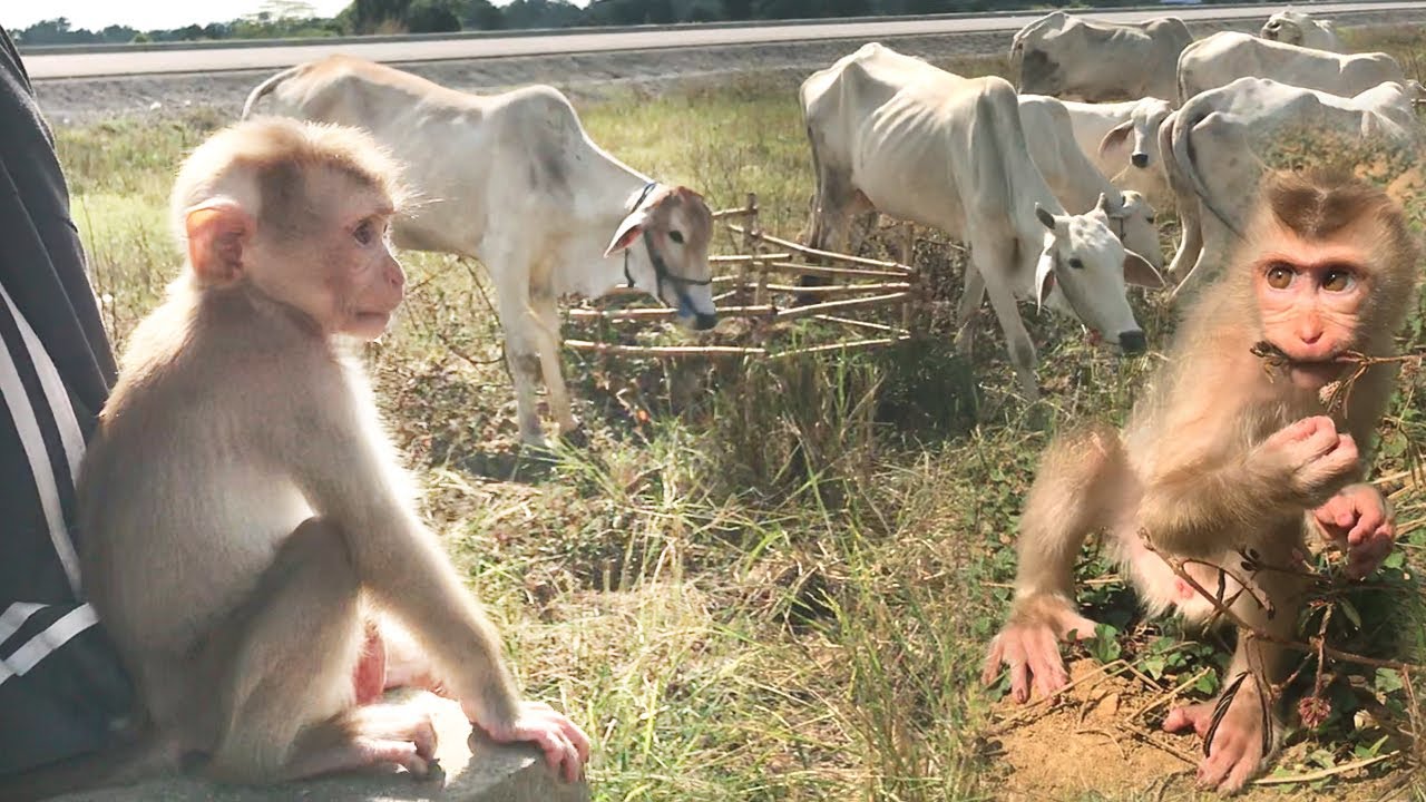 So Cute & Hardworking Monkey! Little Monkey Abbey Herding Cows At Rice Field