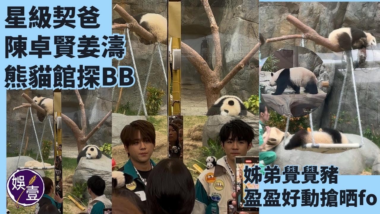 陳卓賢姜濤熊貓館探BB｜姊弟覺覺豬｜盈盈好動搶晒fo ( #陳卓賢 #姜濤 #熊貓 #娛壹)