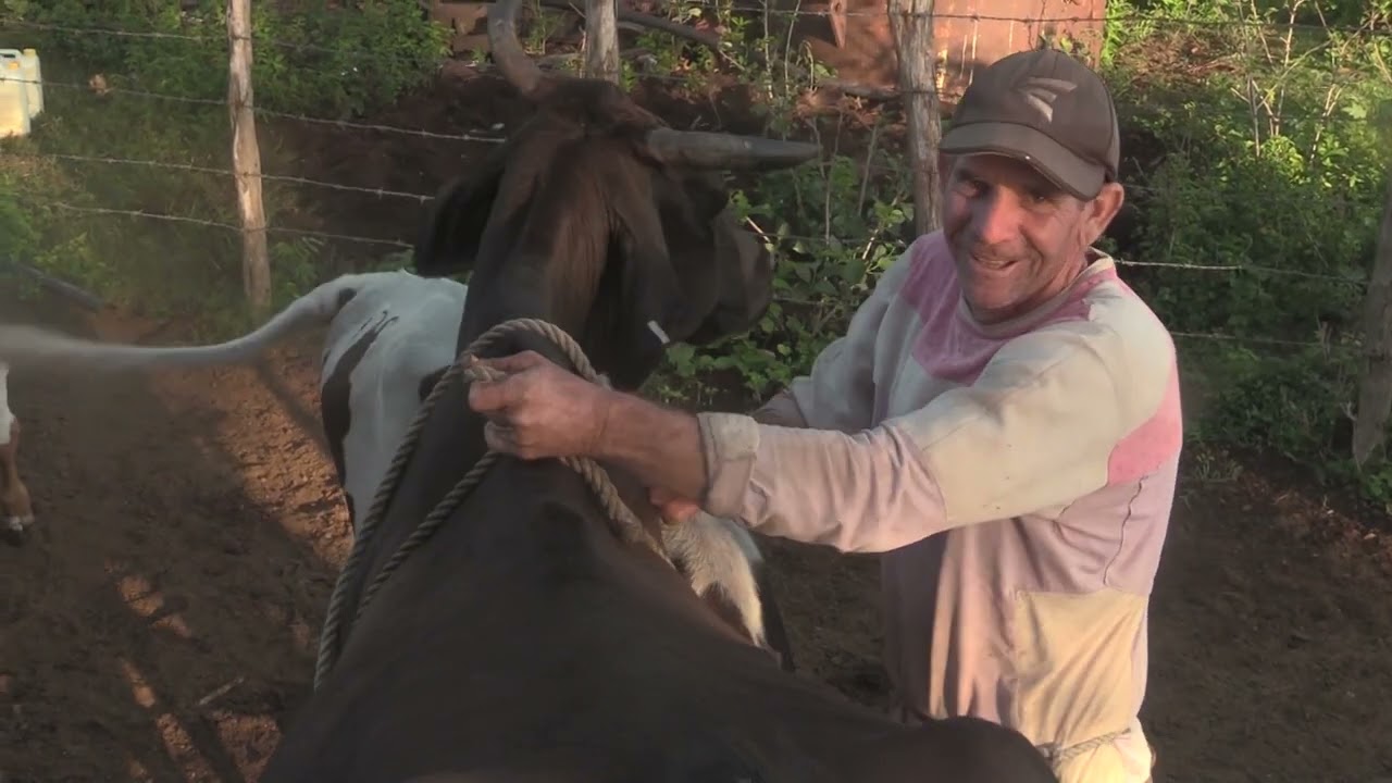 La Finca de Ciego Escobar en Céspedes por los caminos Silvopastoril