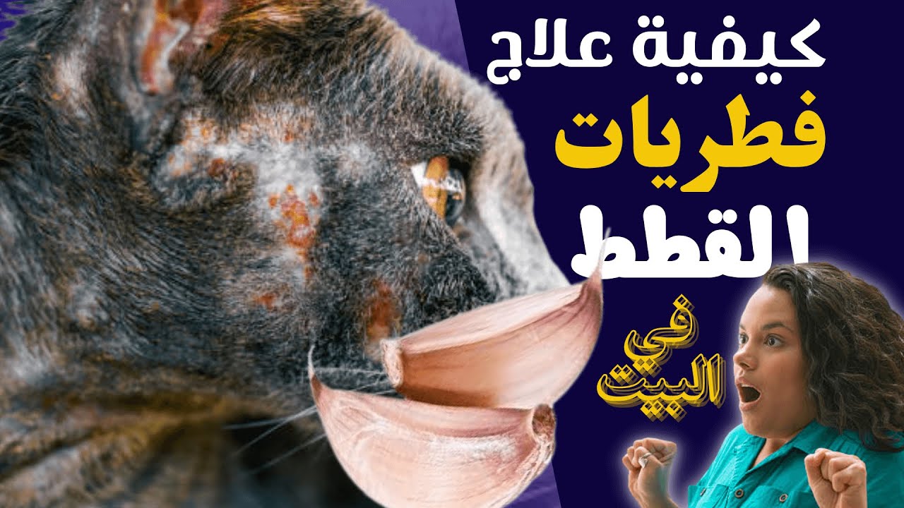كيفية علاج فطريات القطط | بالثوم في المنزل وبدون طبيب !
