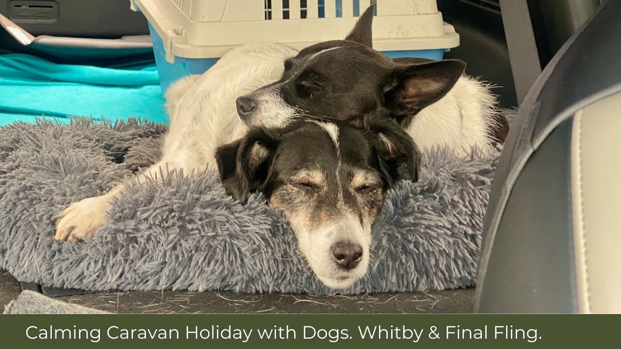 Calm Caravan Holiday with Dogs Part 3 - Daytrip to Whitby, final fling on NYMR, then home