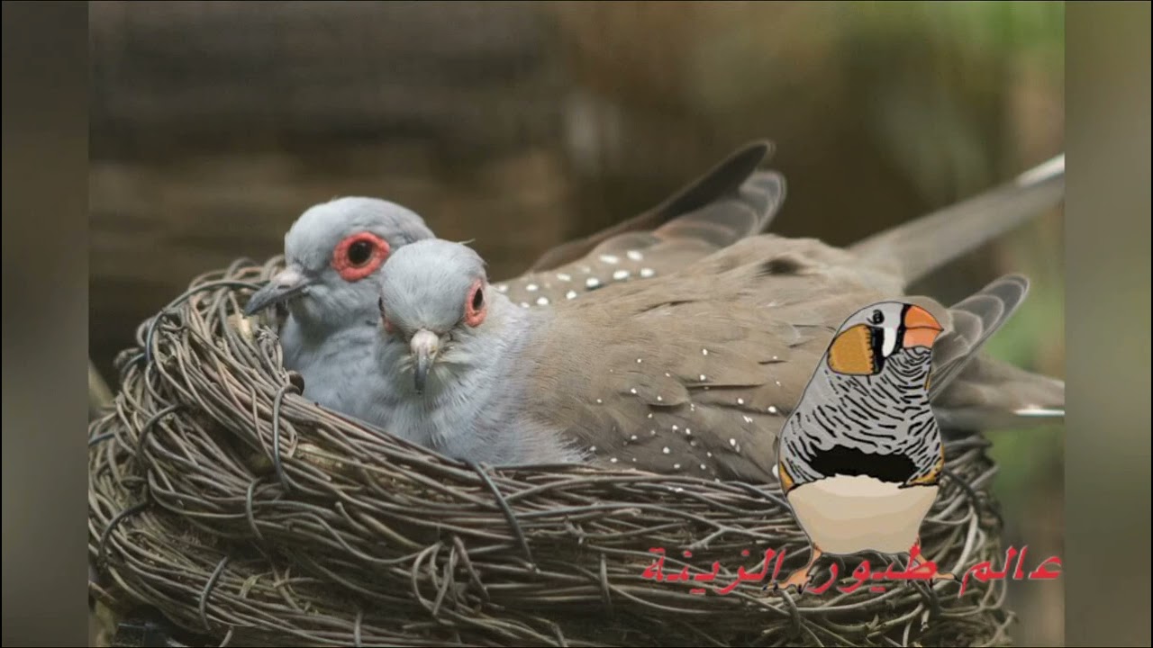 تحفيز الحمام الملكي على التزاوج