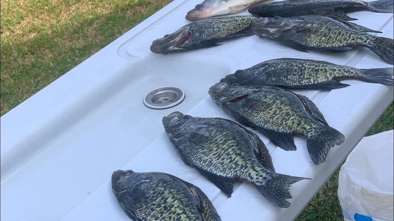 It is crappie fishing season. The male crappie and starting to bed. @thehookofdaniel 