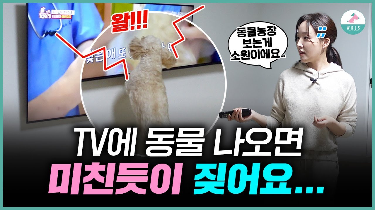 TV에 짖던 강아지, 방문교육으로 이렇게 달라졌습니다