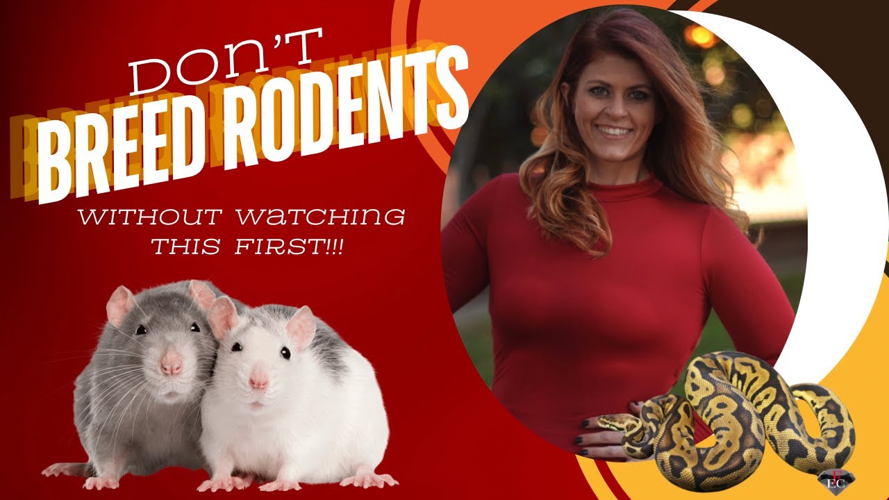 Full Tutorial and Hot Tips for Rodent Breeding