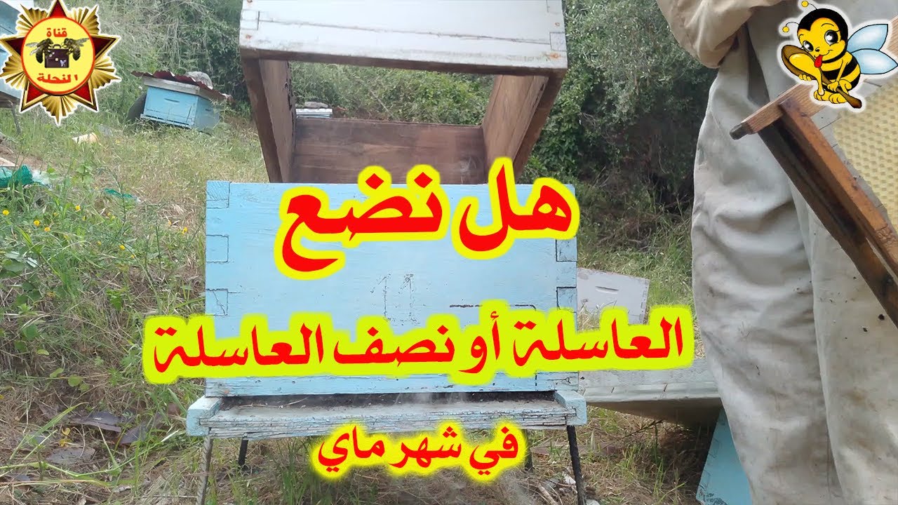 هل نضع العاسلة او نصف عاسلة في شهر ماي ( الشهر 05 )