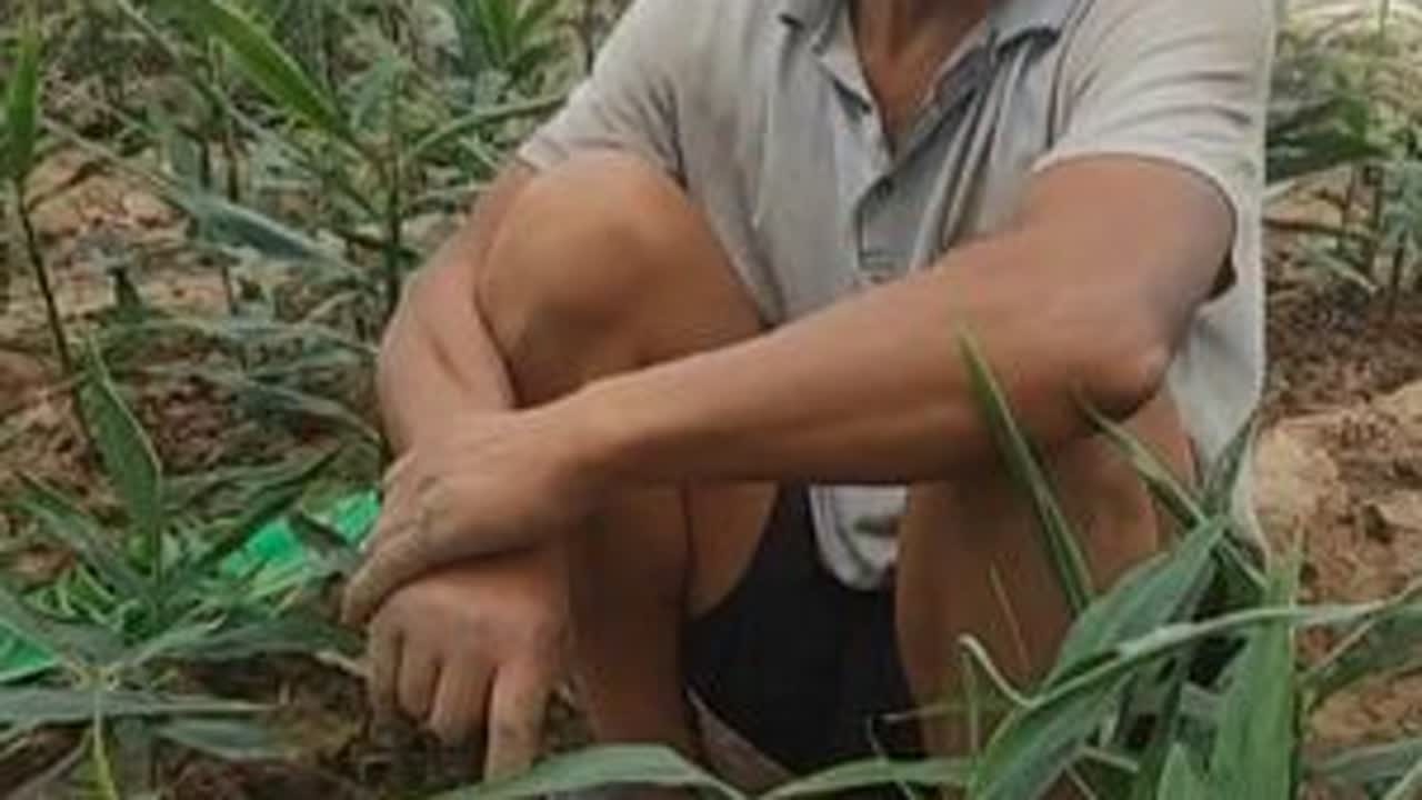十几亩的庄稼用遮阳网罩着，里面种的农作物，一亩地能收入上万元，这真是条致富路。