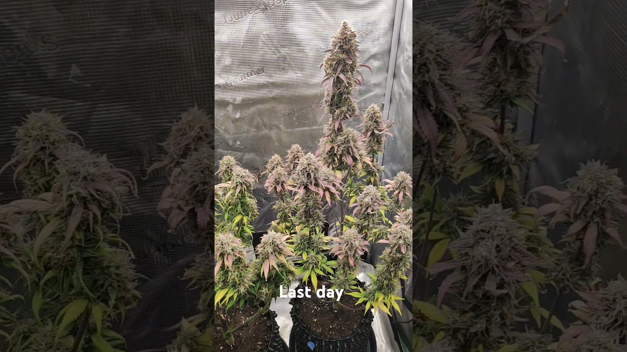 Papaya Cookies Auto, day 79 #growjournal #day79 @FastBudsGenetics