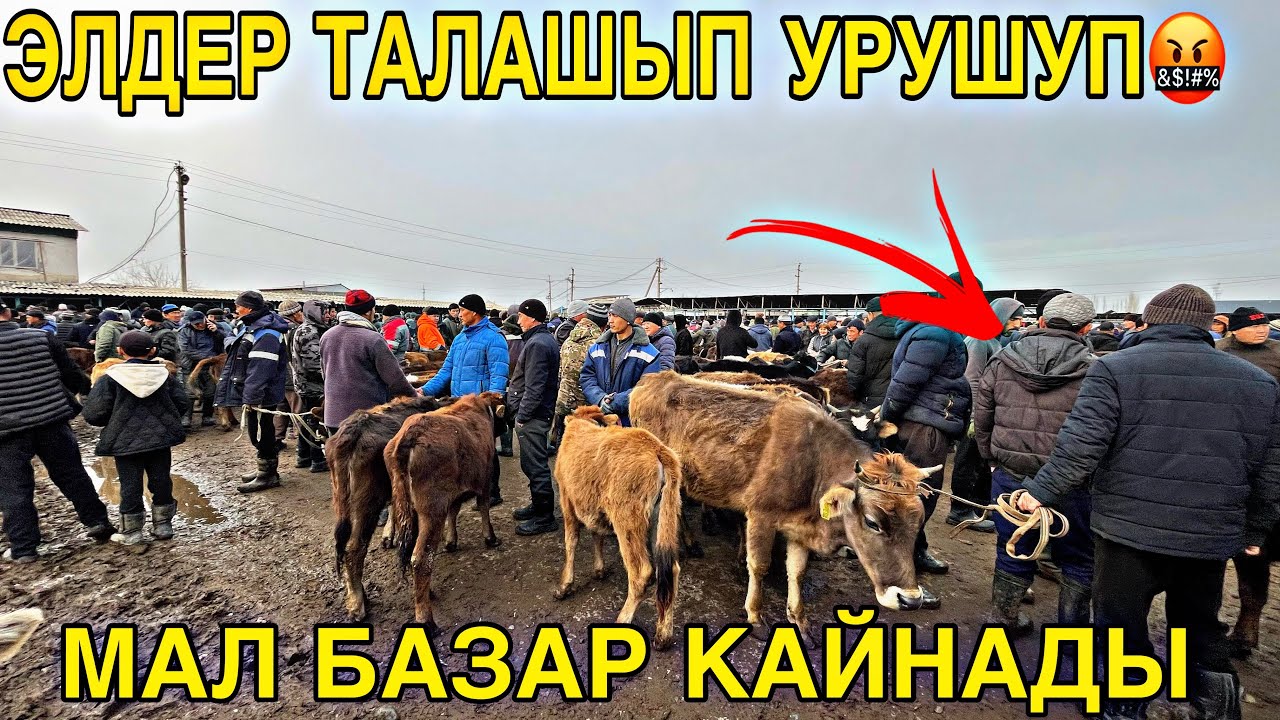 Жалал абад базарында уйлар талашып ӨРТ БОЛДУ 👍#Жалалабадмалбазары#ош#Койбазар