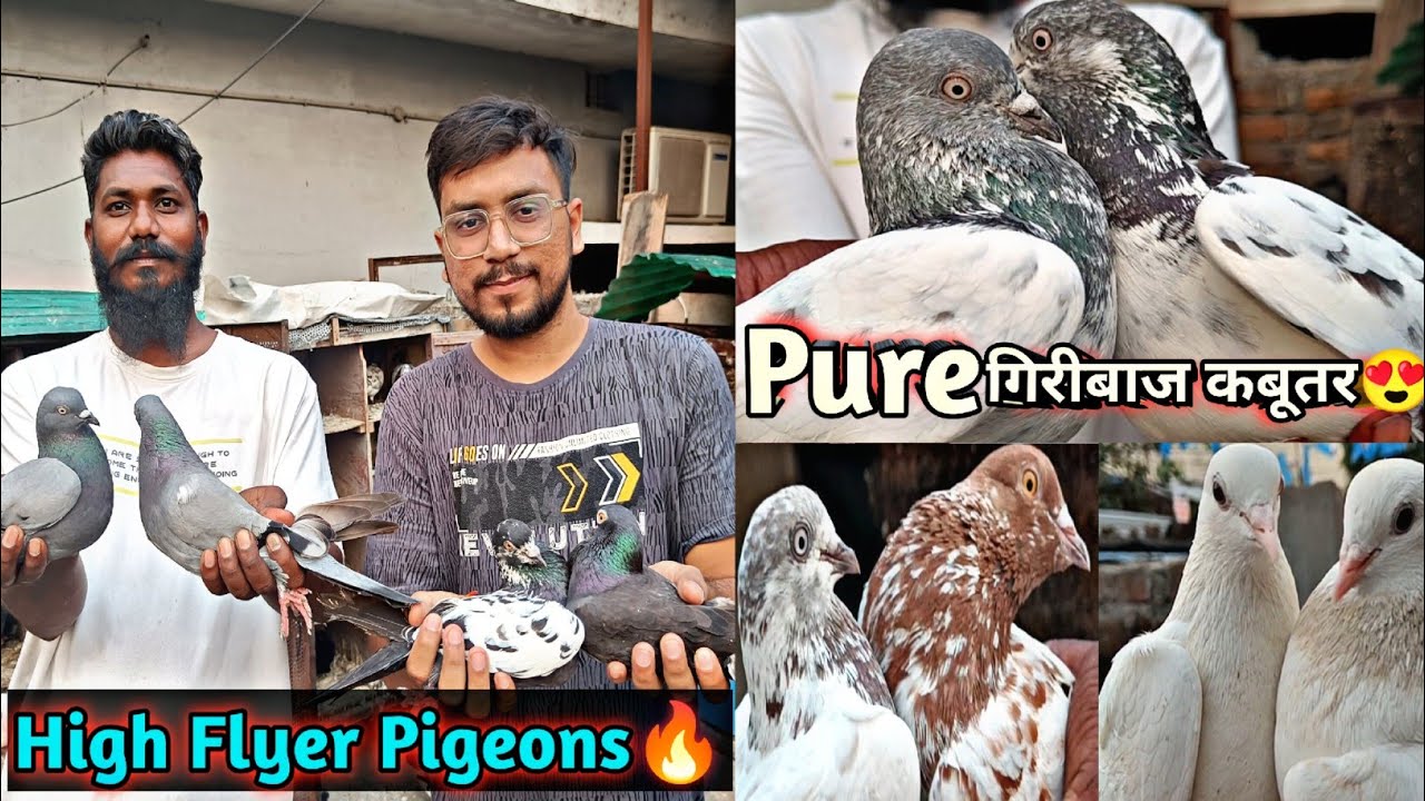 Pure High Flyer Giribaz Kabootar Ka Shaunk😍