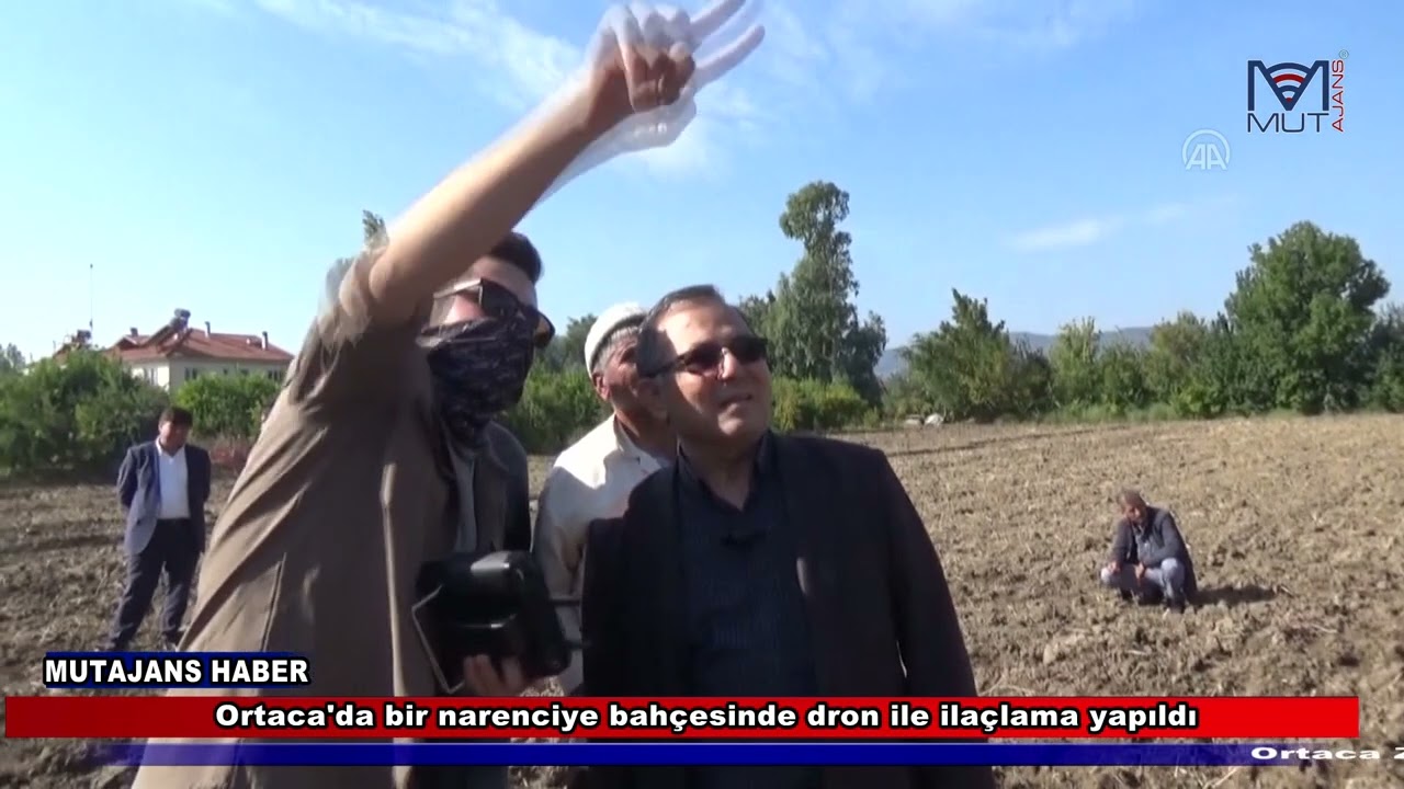 Ortaca'da bir narenciye bahçesinde dron ile ilaçlama yapıldı
