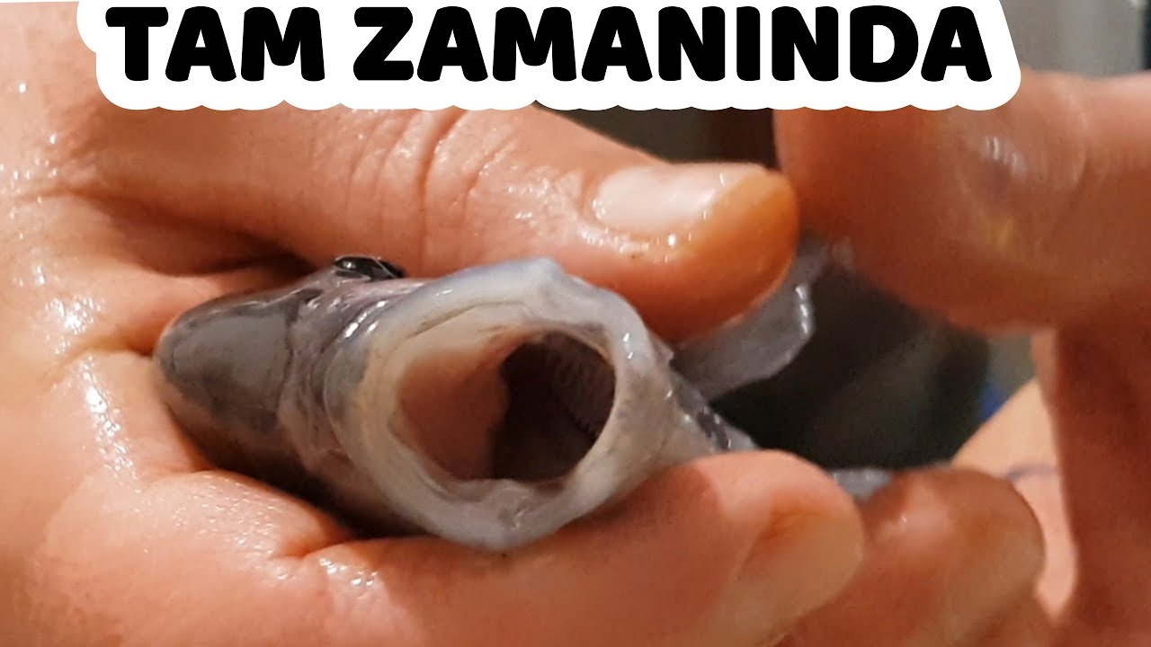 FRONTOZAYI TAM ZAMANINDA KUSTURDUM - BALIK KUSTURMA VİDEOSU