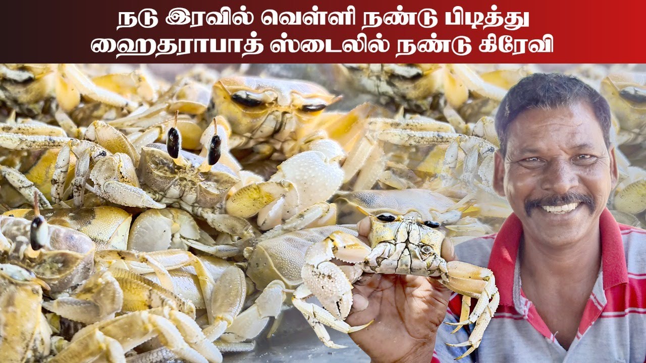 நடு இரவில் வெள்ளி நண்டு பிடித்து ஹைதராபாத் ஸ்டைலில் நண்டு கிரேவி | SILVER CRAB CATCHING AND COOKING