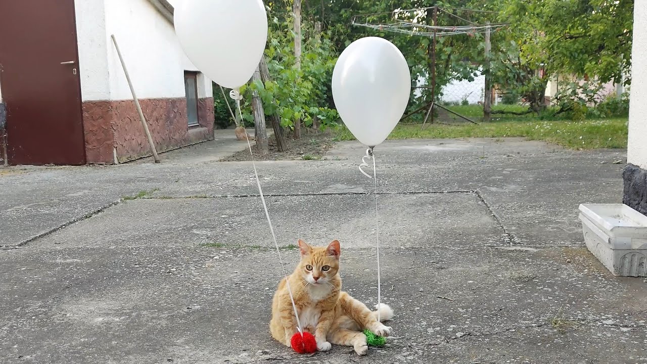 Cats Reaction to Helium Balloons