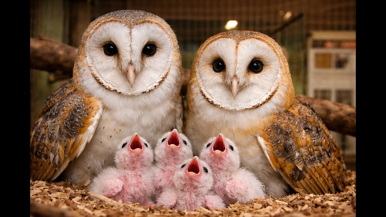 Newborn Barn Owls Growing Up – A Beautiful 100 Day Wildlife Journey