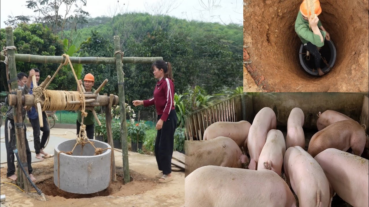 Digging wells and installing well frames to provide clean water for pig farming. ( Ep 409 )