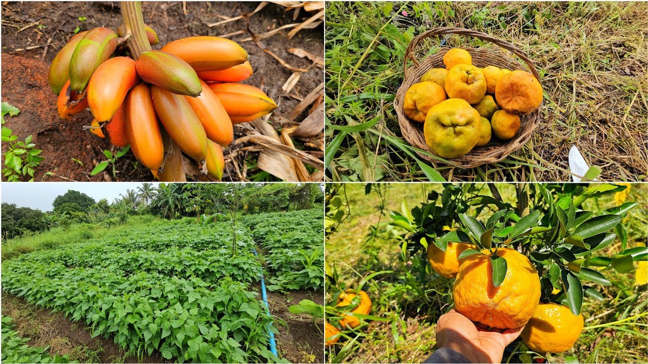 Colheita de  banana roxa e pocan no novo sitio + plantio de feijão 