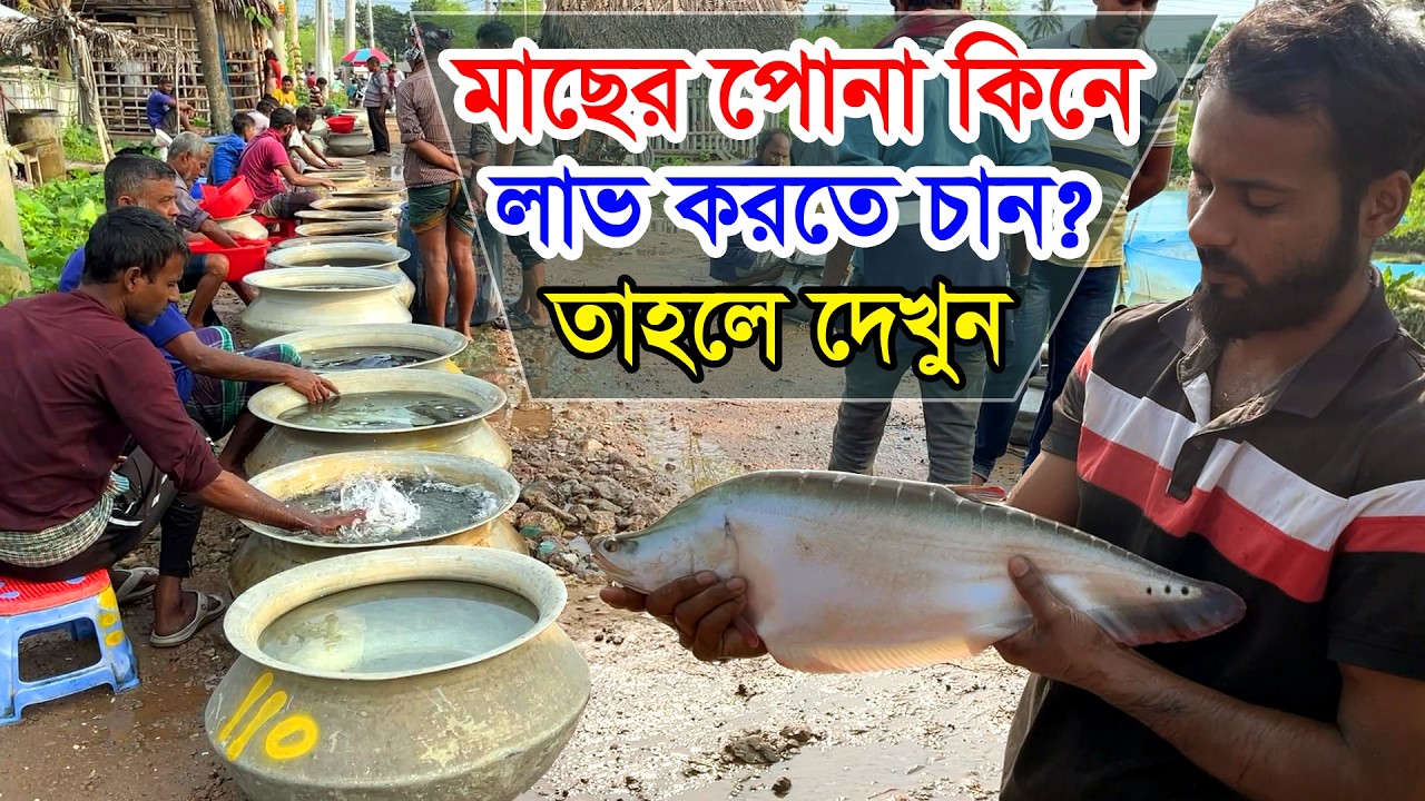 মাছের পোনার দাম ও কোথায় পাওয়া যায় জানুন | পোনা মাছ | Pona fish Price in Bangladesh