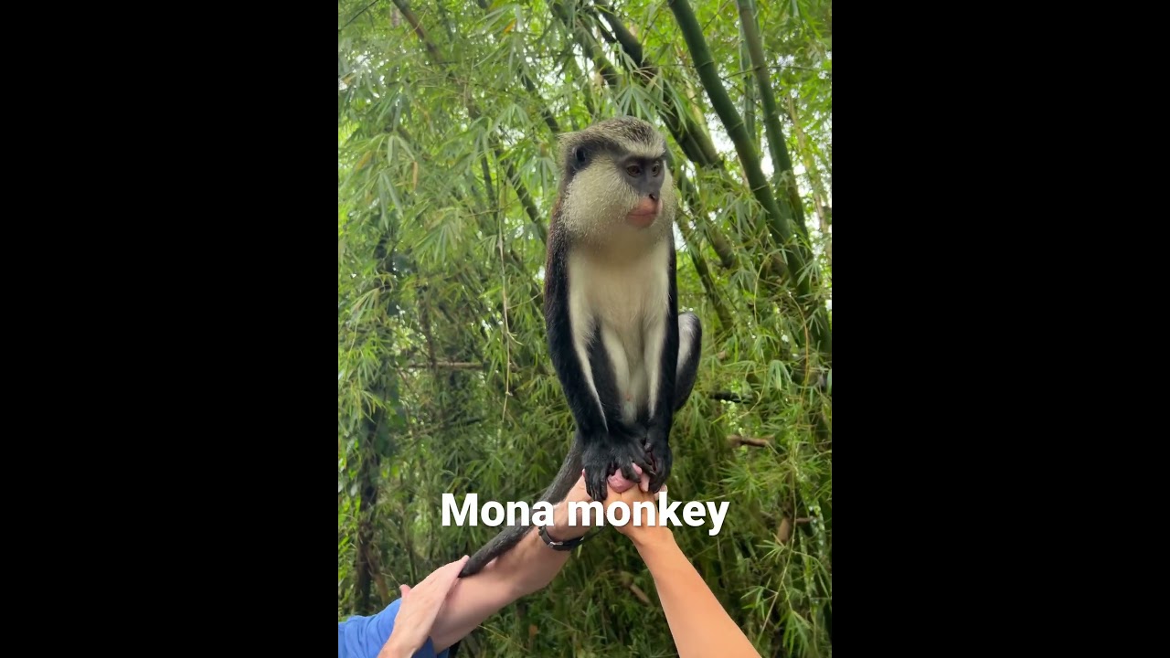 Feeding the Mona Monkey at Grand Etang, Grenada the Isle of spice.