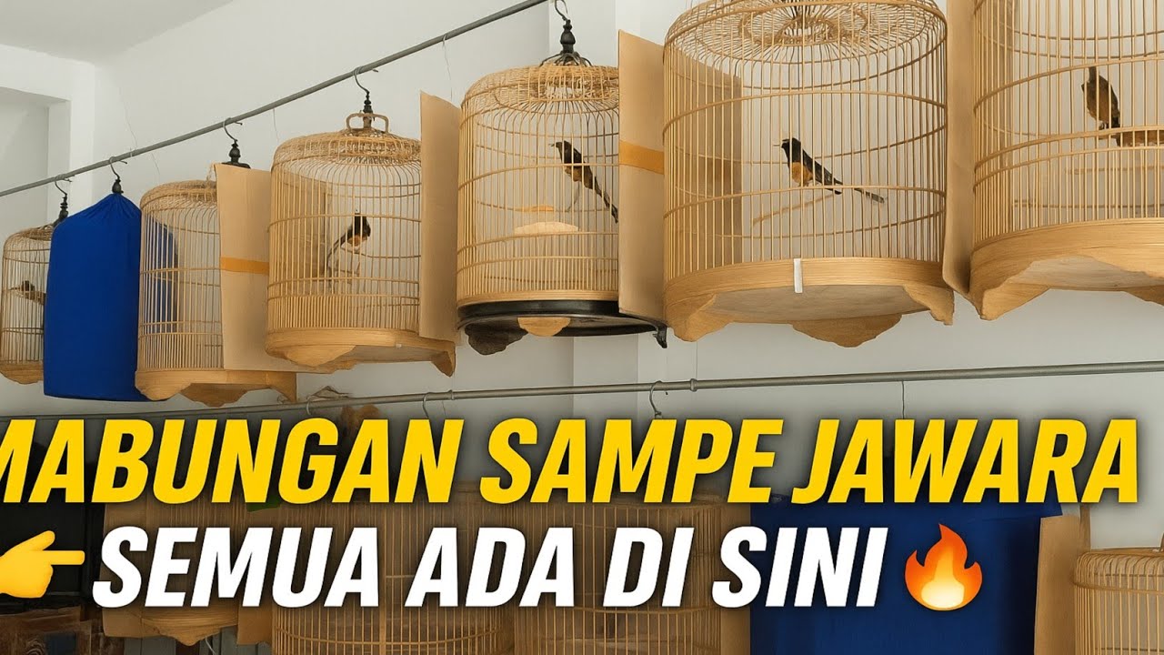 BUSSET‼️ DARI MABUNGAN SAMPE BURUNG JAWARA ADA SEMUA DI SINI‼️ KIOS MURAI BATU LAGOA KOJA
