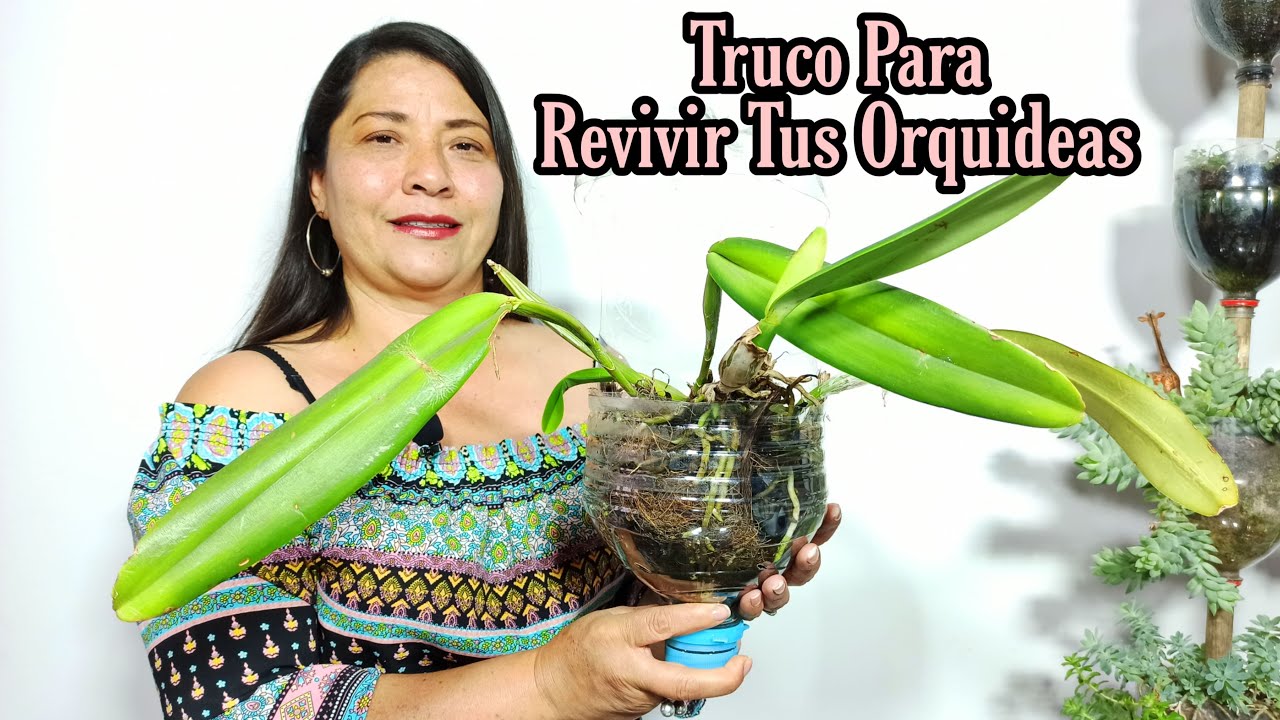 REVIVE TUS ORQUIDEAS CON ESTA TECNICA