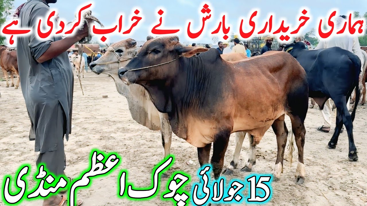 Chowk Azam Cow Mandi | Cholistani Ablk Sahiwal Bachre | Cow Mandi 2025 || Chand TV Punjab Farming🔥