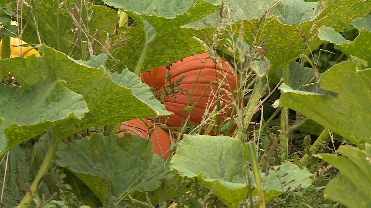 Des citrouilles géantes dans le nord de la Dordogne