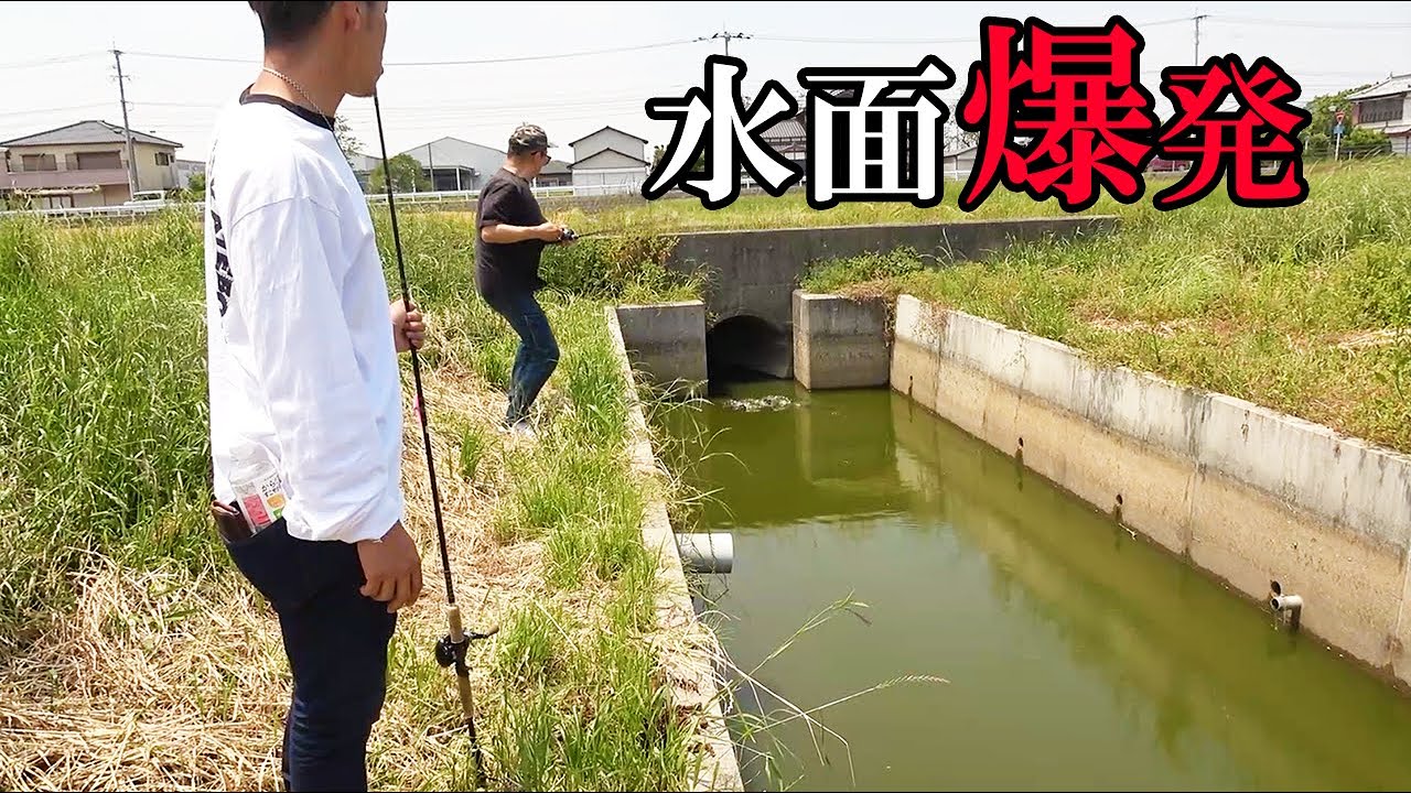 狭い用水路の土管から巨大魚が襲ってきた！
