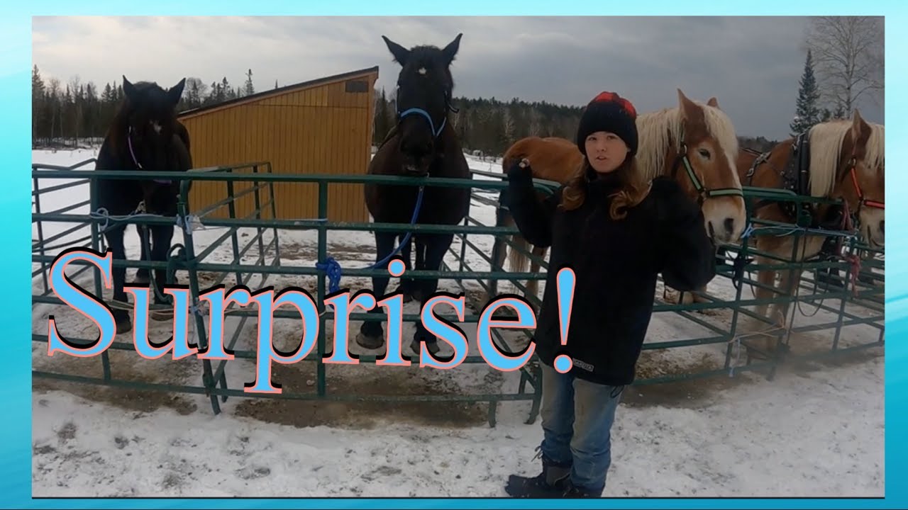 Checking In With Our DRAFT HORSE Herd! // Our 2 Main Teams.