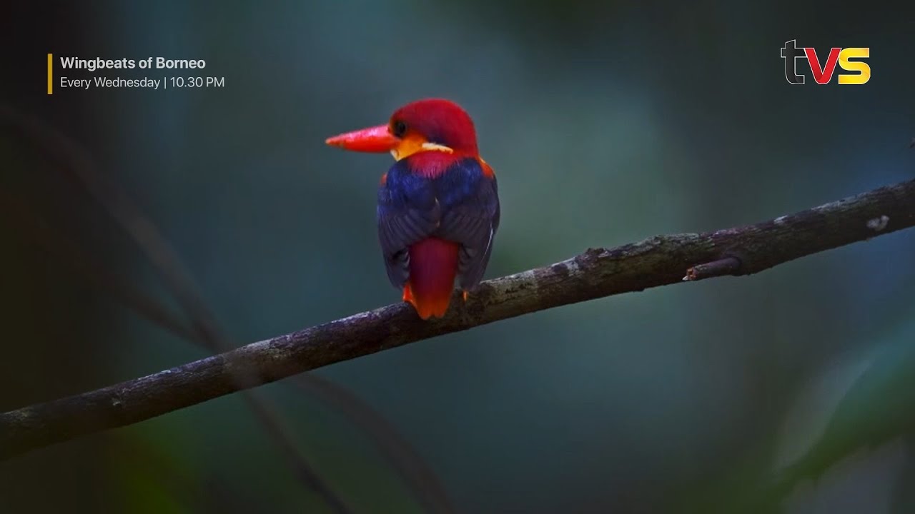 Soar to new heights at the Rainforest Discovery Centre (RDC) in 'Wingbeats of Borneo'!