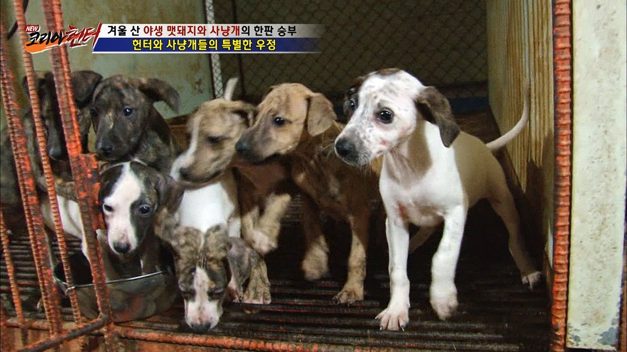 헌터와 사냥개들의 특별한 우정! [뉴 코리아 헌터] 27회 20161205