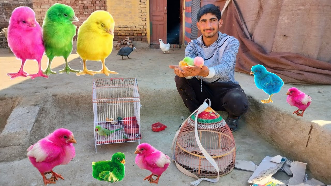 New Colourfull Chicks 🐣 Le Leay 🥰 || Amish Sidhu Vlogs