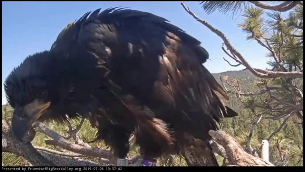 Simba - Branching - Young Juvenile Bald Eagle - July 6, 2019 - Big Bear Bald Eagle Nest