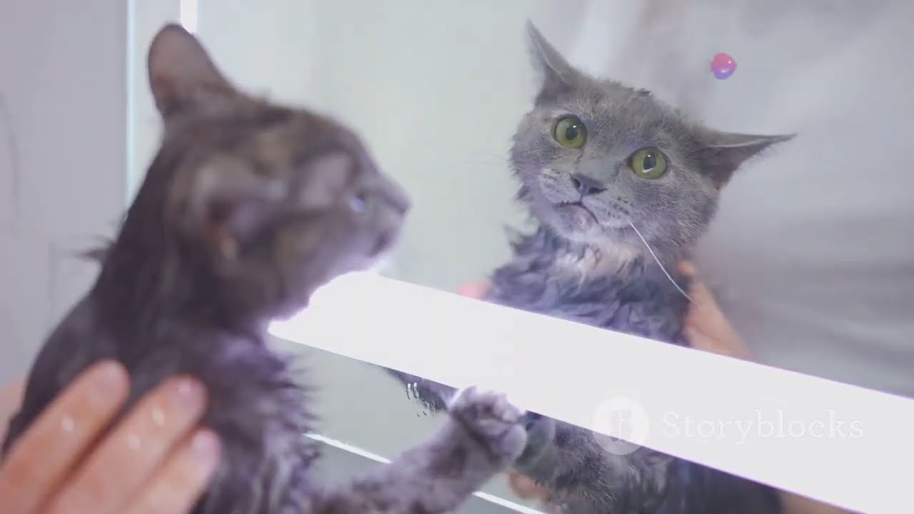 5 Reasons Why Cats Are Better Pets Than Dogs!