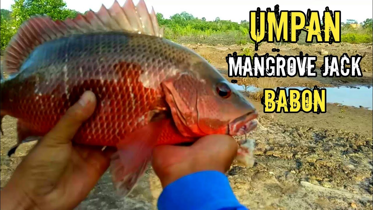 UMPAN MANCING MANGROVE JACK DAN RANGKAIAN PANCING UNTUK MENDAPATKAN BABON DI MUARA
