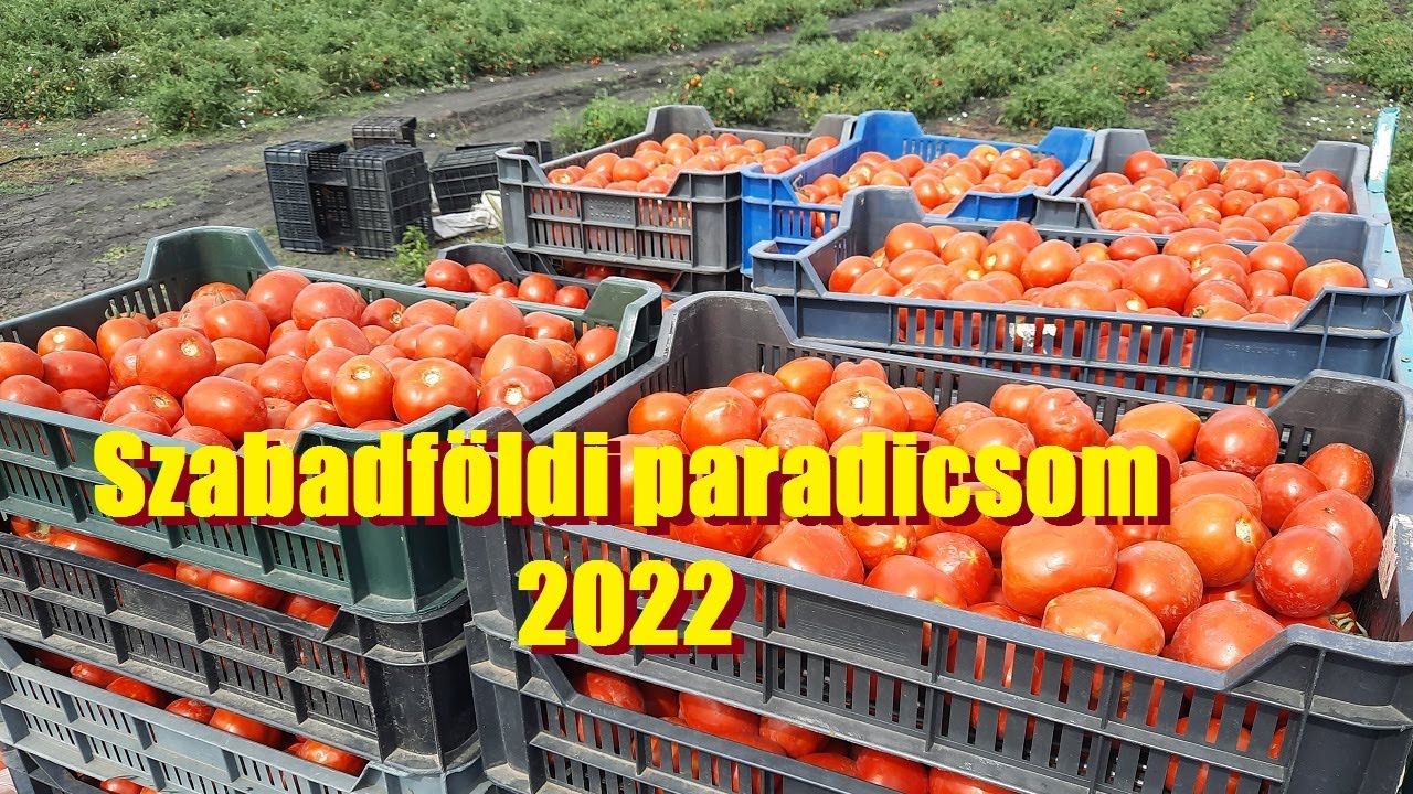 Szabadföldi paradicsom 2022