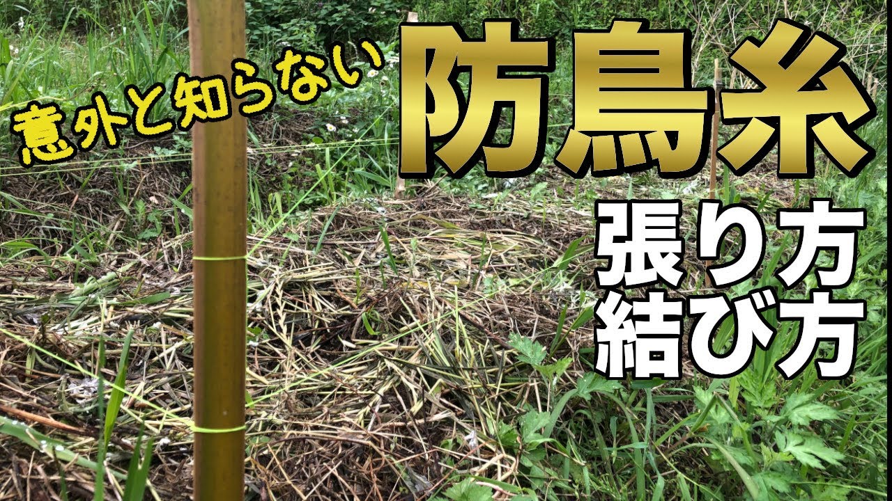鳥対策！防鳥糸の張り方と結び方の裏技【自然農】