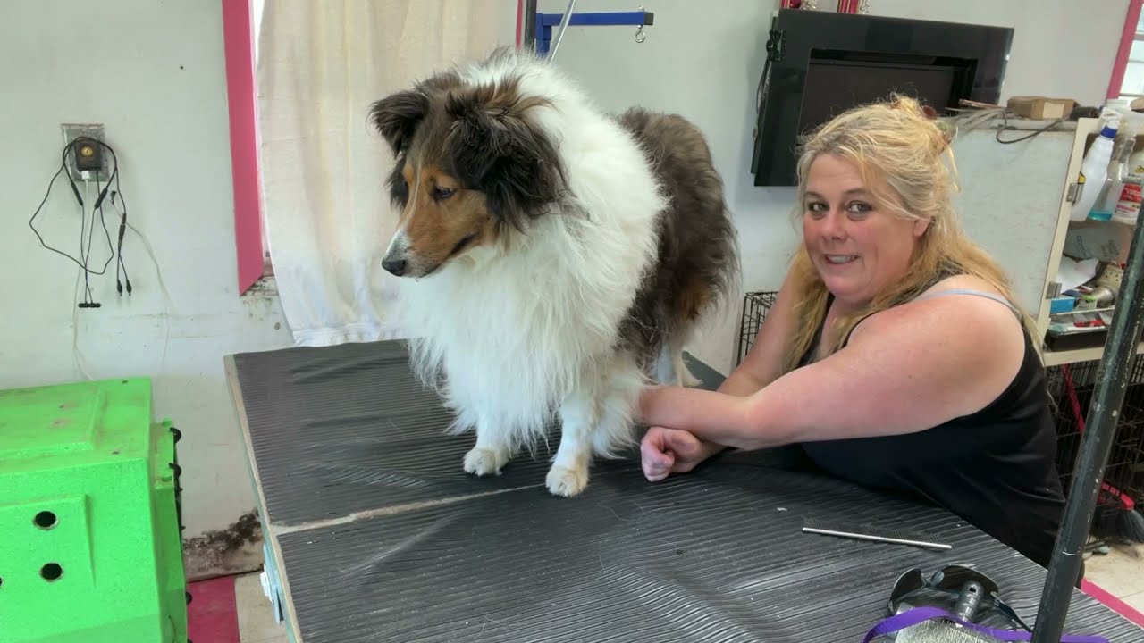 Grooming a matted Sheltie