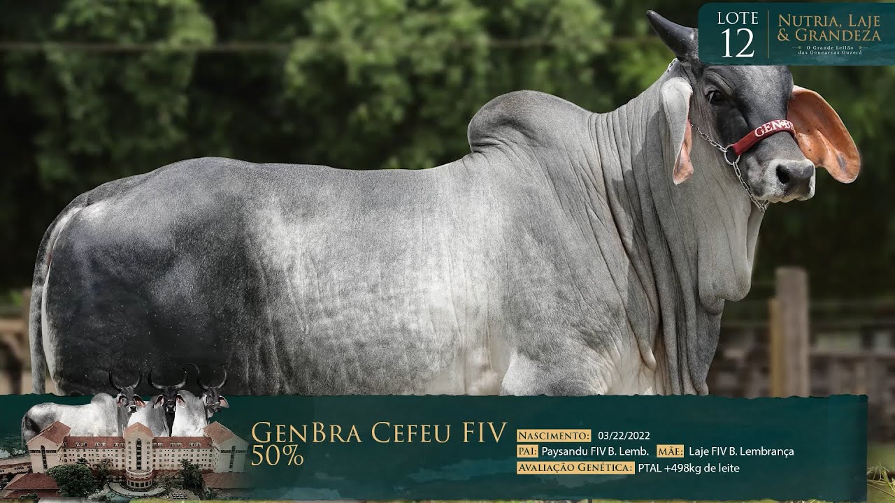 LOTE 12 - GENBRA CEFEU FIV - GBRA 66