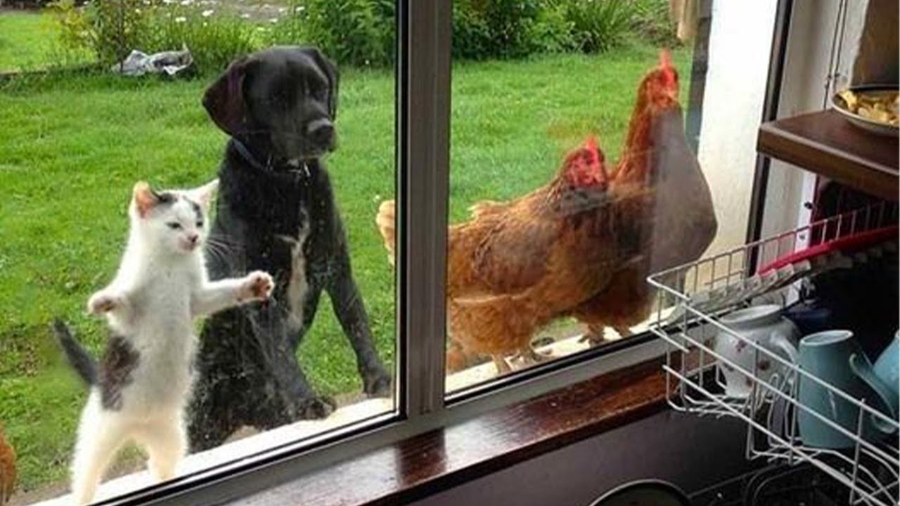 ¡Prepárate Para No Parar De Reír Los Perros Y Gatos Han Traído A Casa A Un Nuevo Amigo!