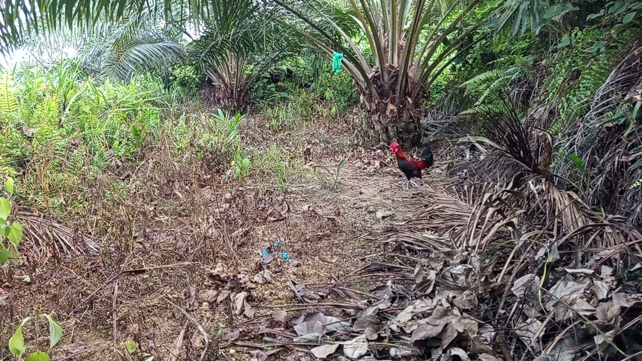Lokasi tukok ngam