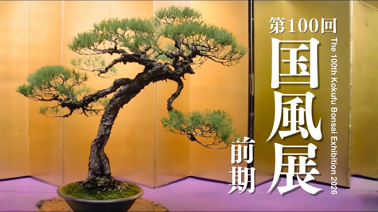 【前期】第100回国風盆栽展2026 [4K]