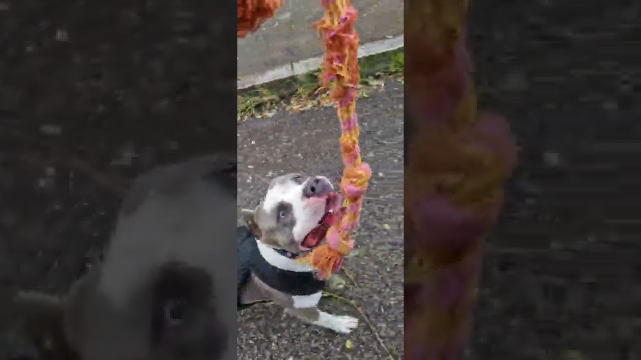 Amstaff Pikuś-trening