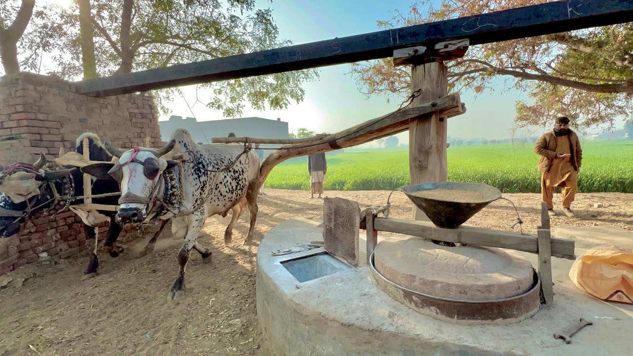 Old Village Flour Machine In Punjab || Traditional Atta Chakki System || Rural Punjab Life 