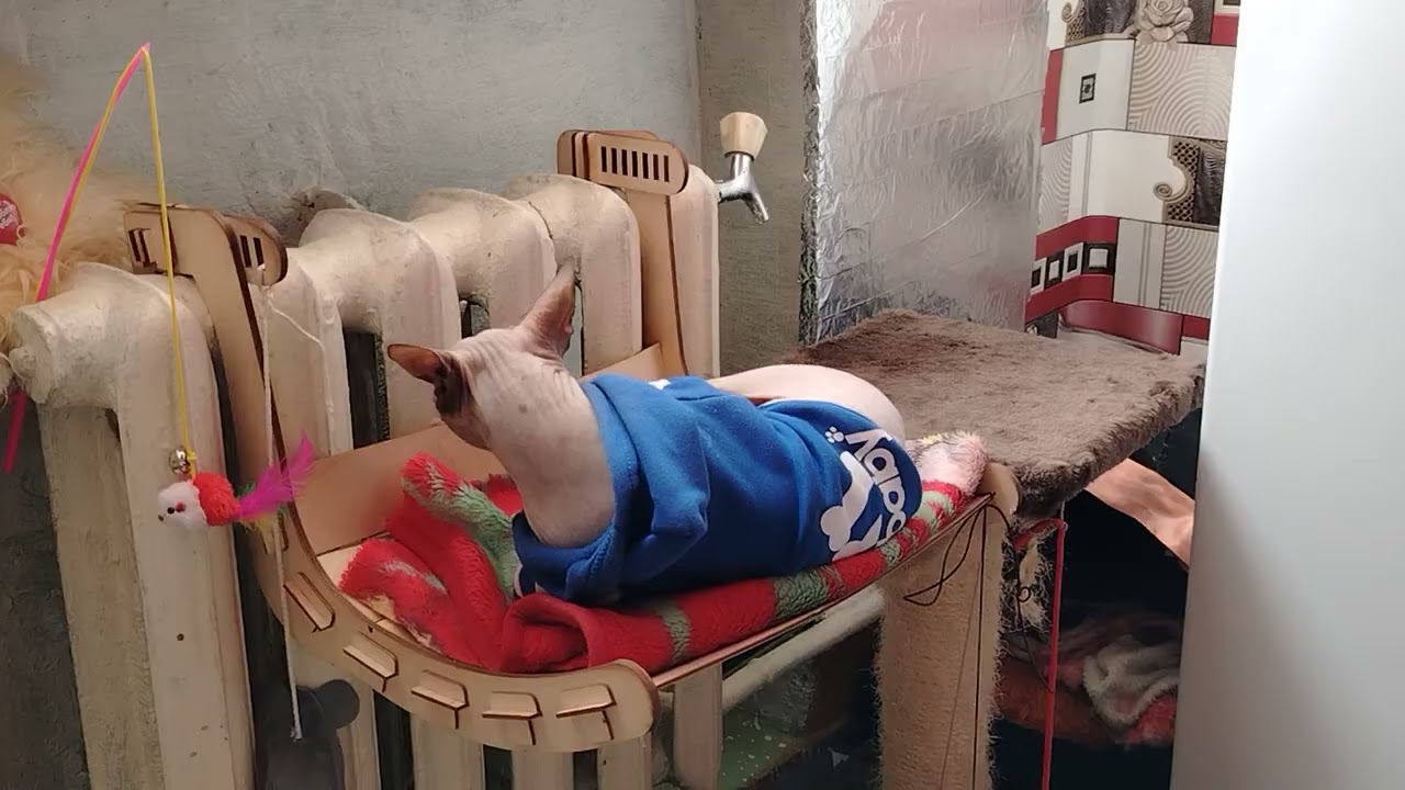 Разговоры со сфинксом