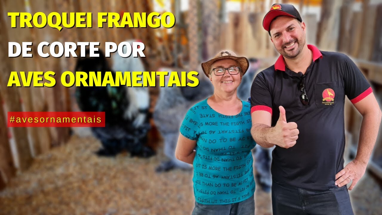 🐣 Ela GANHA DINHEIRO com OVOS FÉRTEIS de galinhas ORNAMENTAIS. Estrutura para se COPIAR...