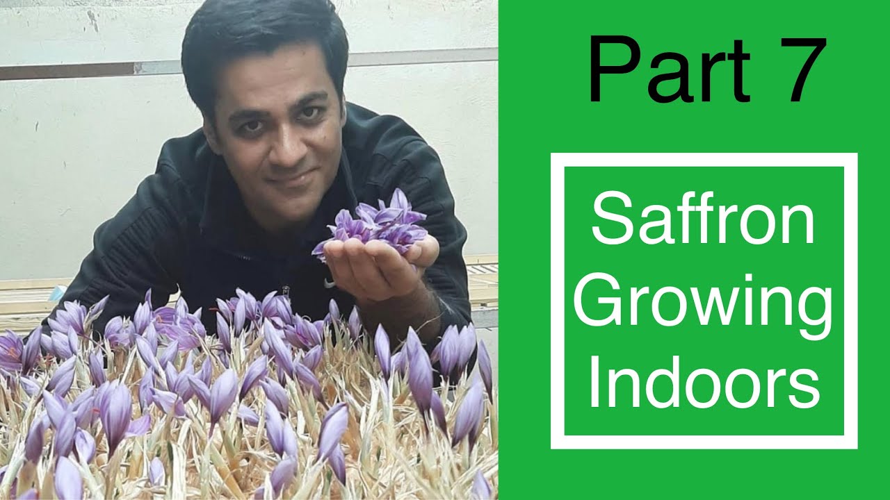 What to do before flowering saffron bulbs?