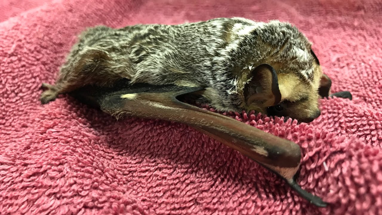 Hoary bat with an ulna/radius fracture
